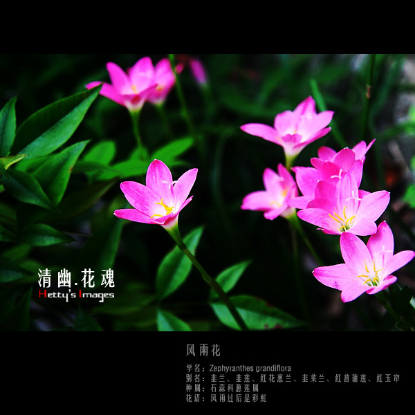 花魂--风雨花 (共p)