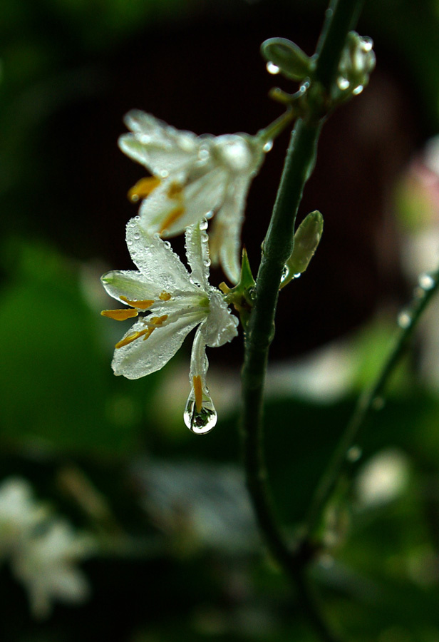 雨后的吊兰