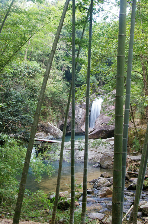 岭南的竹子