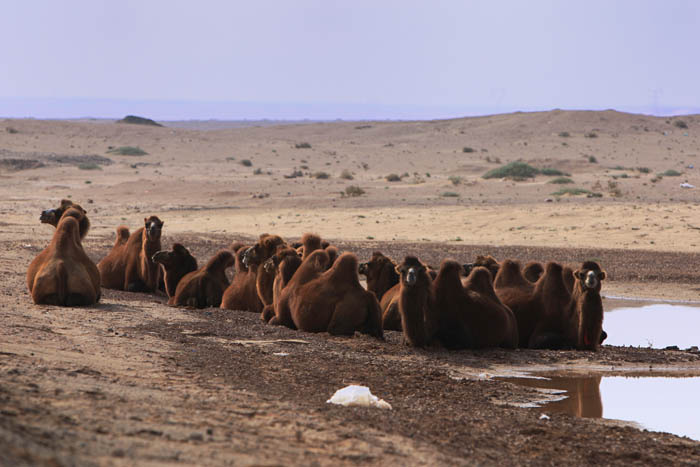 【闲情逸致的骆驼摄影图片】额济纳风光旅游摄