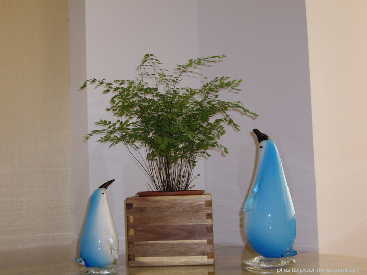 【从ikea买来的植物与木盆~摄影图片】家生态