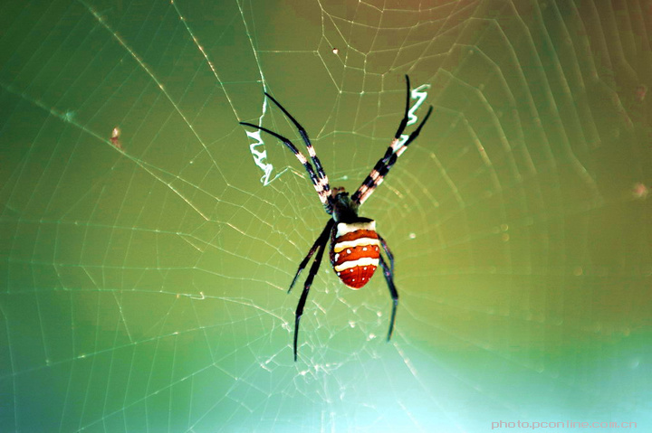 【蜘蛛摄影图片】重庆市万州区生态摄影_楠松