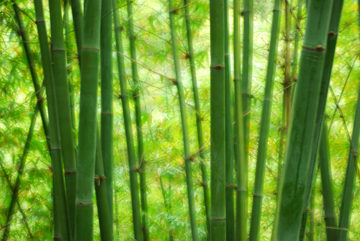 【bamboo摄影图片】贵阳 香纸沟生态摄影_瘦