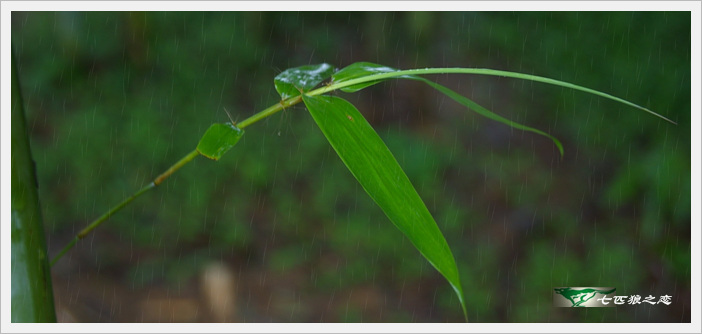 【竹林听雨摄影图片】广西藤县太平生态摄影