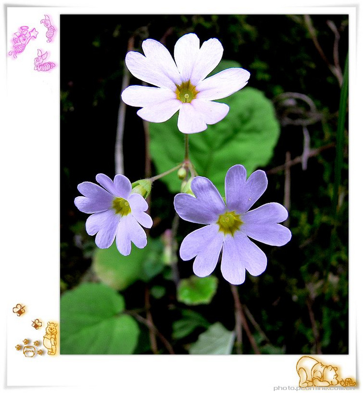 山花野草
