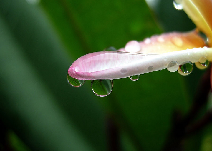 分外妖娆雨中花
