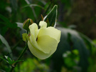 漏芦花