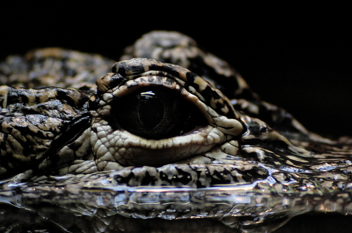 【鳄鱼没有眼泪摄影图片】巴塞罗那动物园生态