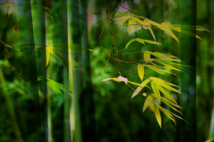 竹子摄影