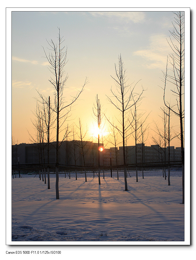 【夕阳雪景摄影图片】天津城市建设学院生态摄