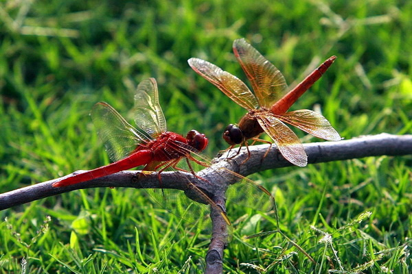 【红蜻蜓摄影图片】草地生态摄影
