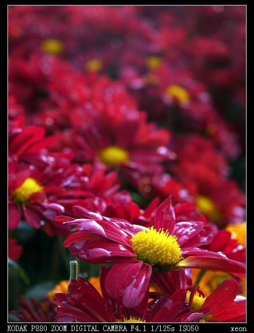 花的海洋