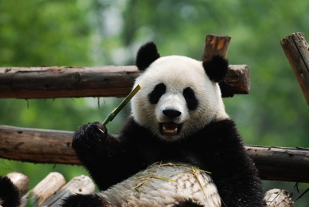 可爱的大熊猫 (共p)