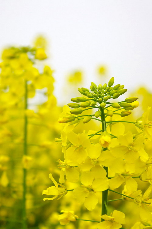 黄金油菜花