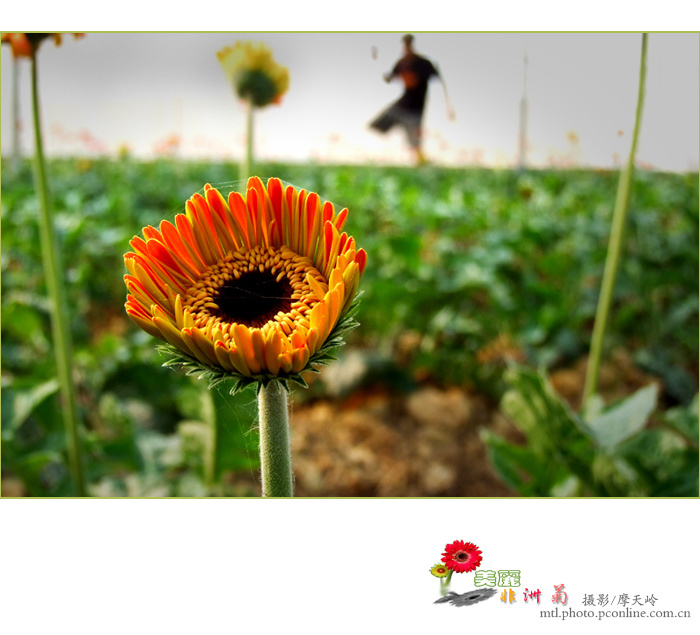【美丽非洲菊摄影图片】田阳农业科技园生态摄