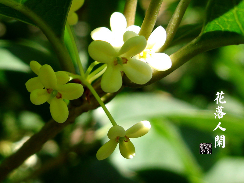 人闲桂花落