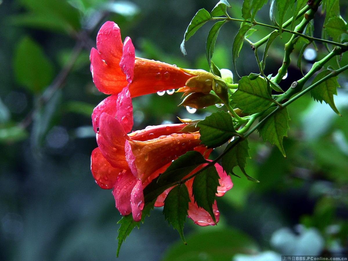 雨后花更艳