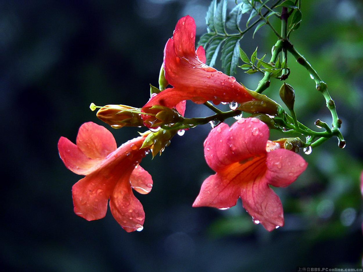 雨后花更艳