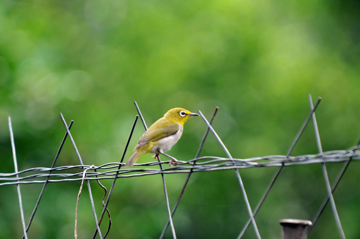【我是一只快乐鸟摄影图片】潮州金石生态摄影