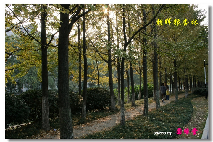 【杭州朝晖,那一片银杏林摄影图片】杭州朝晖公园旁