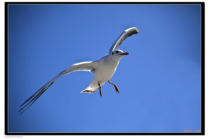 【夺食海鸥飞飞飞摄影图片】昆明纪实摄影