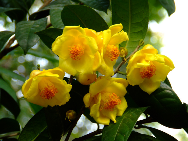 黄金茶花(茶花皇后)