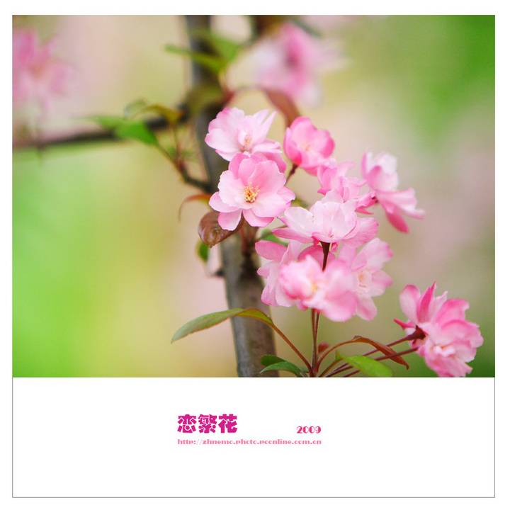 恋繁花