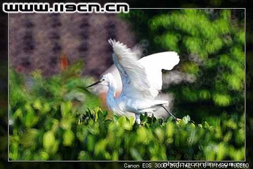 【白鹭天堂-红树林摄影图片】惠东盐州渡口红