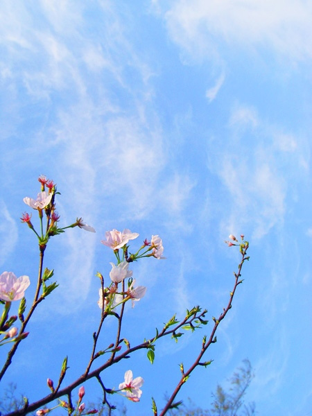 阳春三月艳阳花