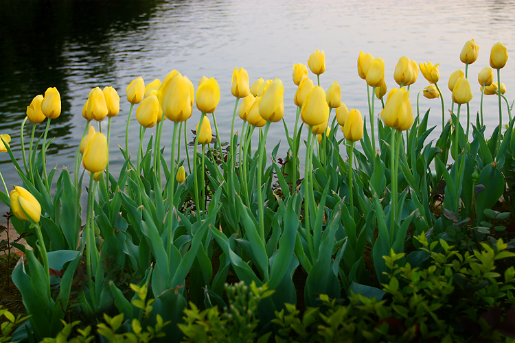 郁金香花语