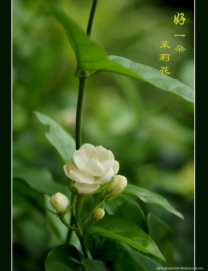 【茉莉花摄影图片】花园生态摄影_太平洋电脑网摄影