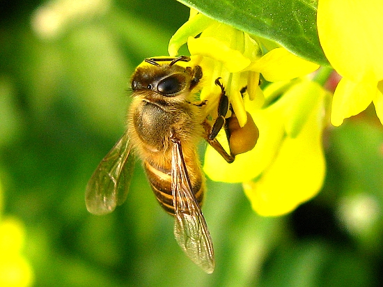 蜜蜂-- 特写
