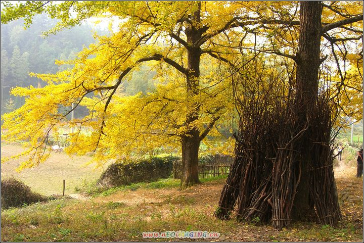 【美丽的桐子坳摄影图片】湖南永州风光旅游摄