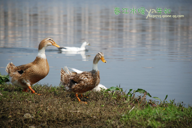 春江水暖鸭先知