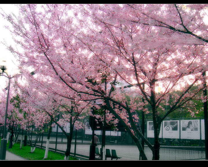 【学校的樱花摄影图片】上海同济大学生态摄影