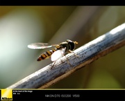 һ ῵Micro 55mm f/2.8ֶͷ