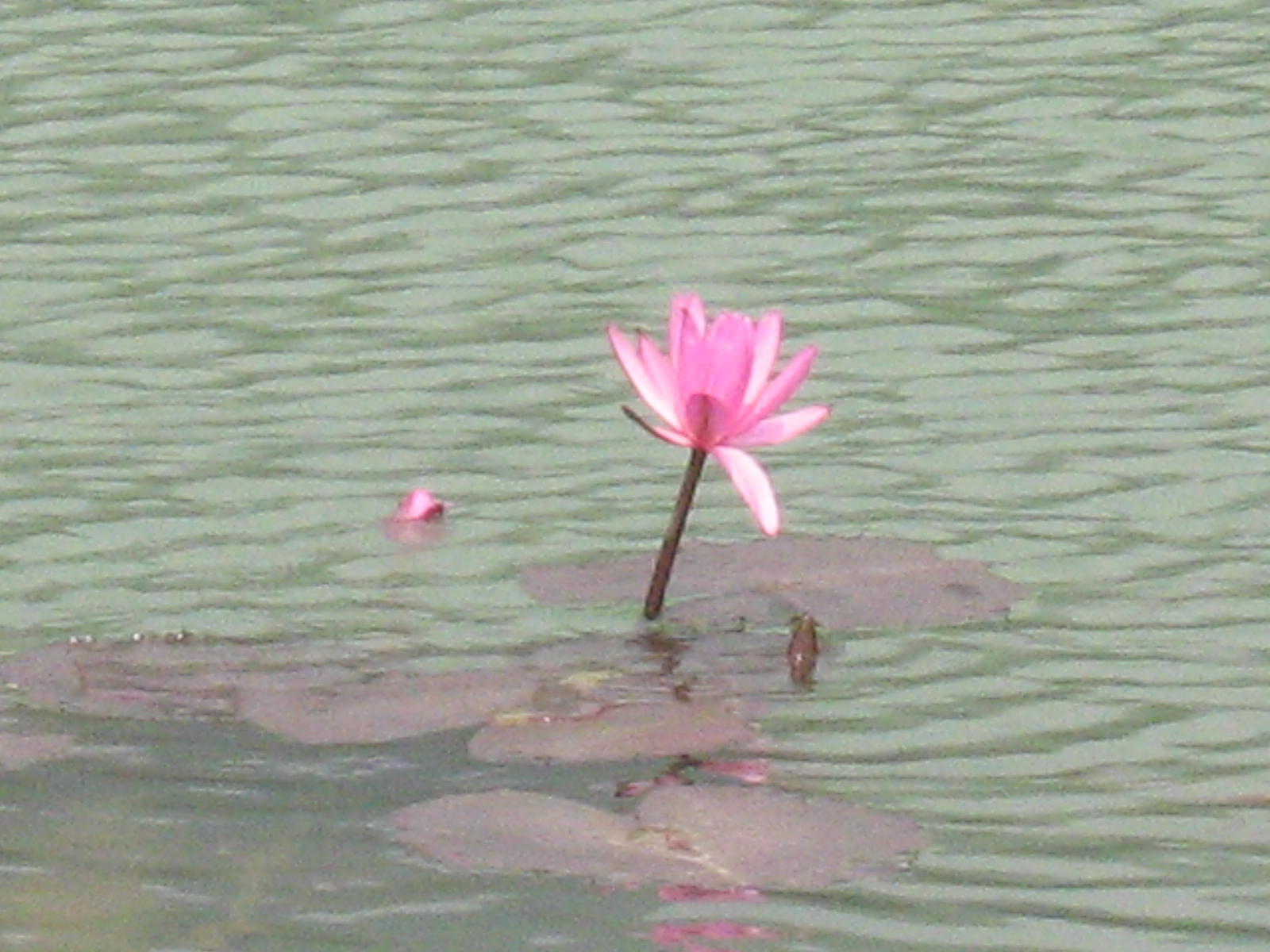 荷花与鱼