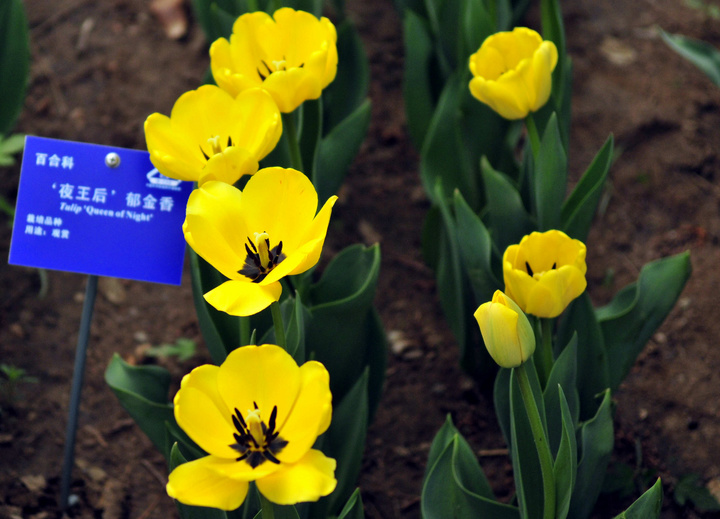 【北京植物园早春的花摄影图片】北京植物园生