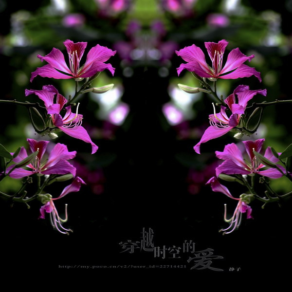 【紫荆花--穿越时空的爱摄影图片】我住的小区