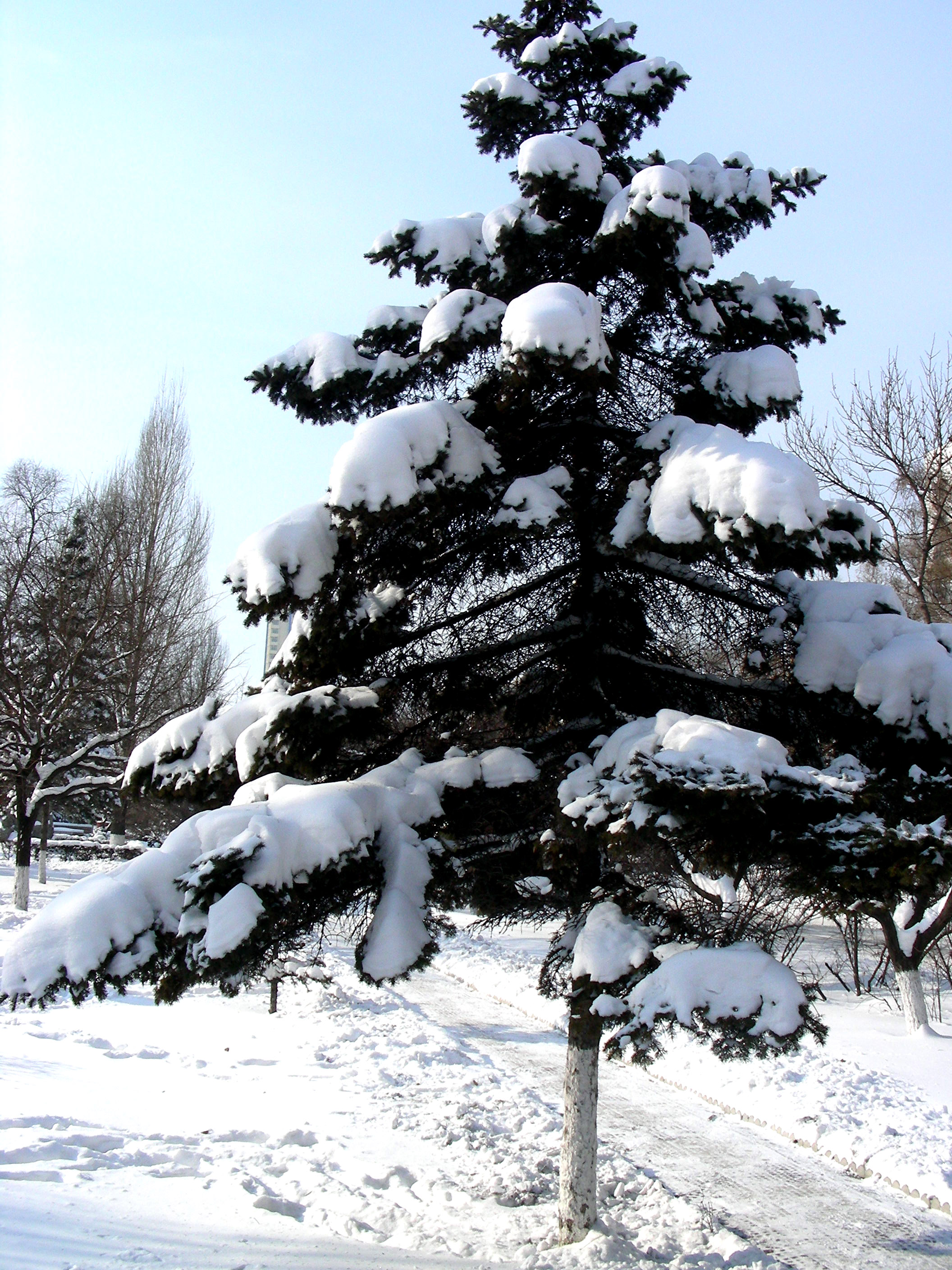 好大一场雪