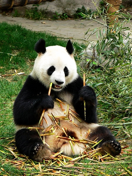 【熊猫生态公园摄影图片】四川成都生态摄影