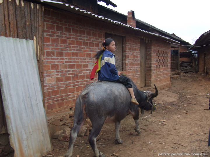 【牛背上的女孩摄影图片】云南十大贫困县之一