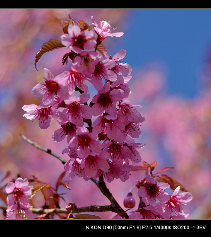 【k昆明冬天开放的樱花摄影图片】昆明风光旅