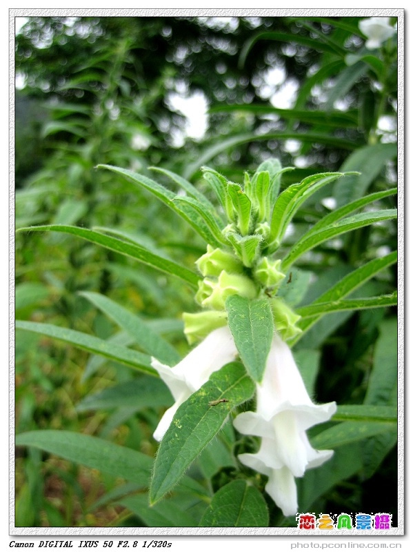 芝麻开花节节高