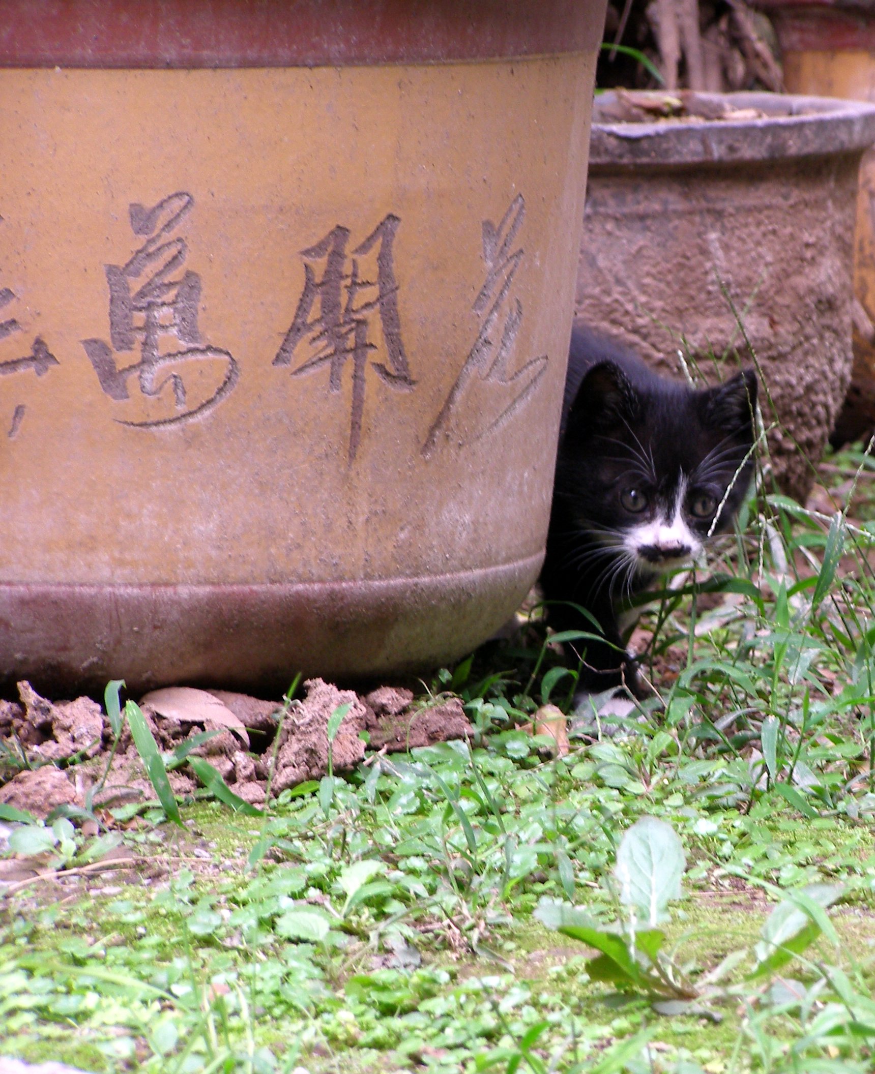 懒得可爱的猫(二)