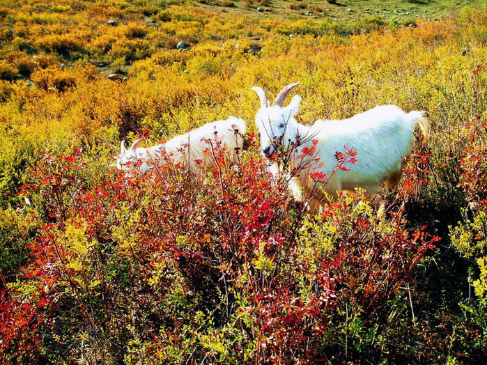 【两只小山羊爬山着呢!摄影图片】新疆阿勒泰