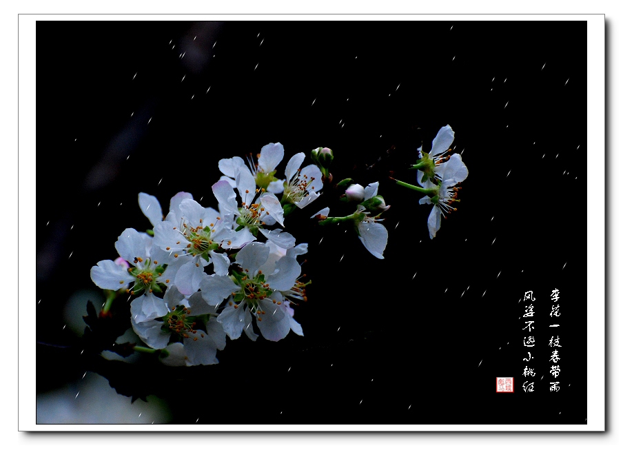 李花一枝春带雨