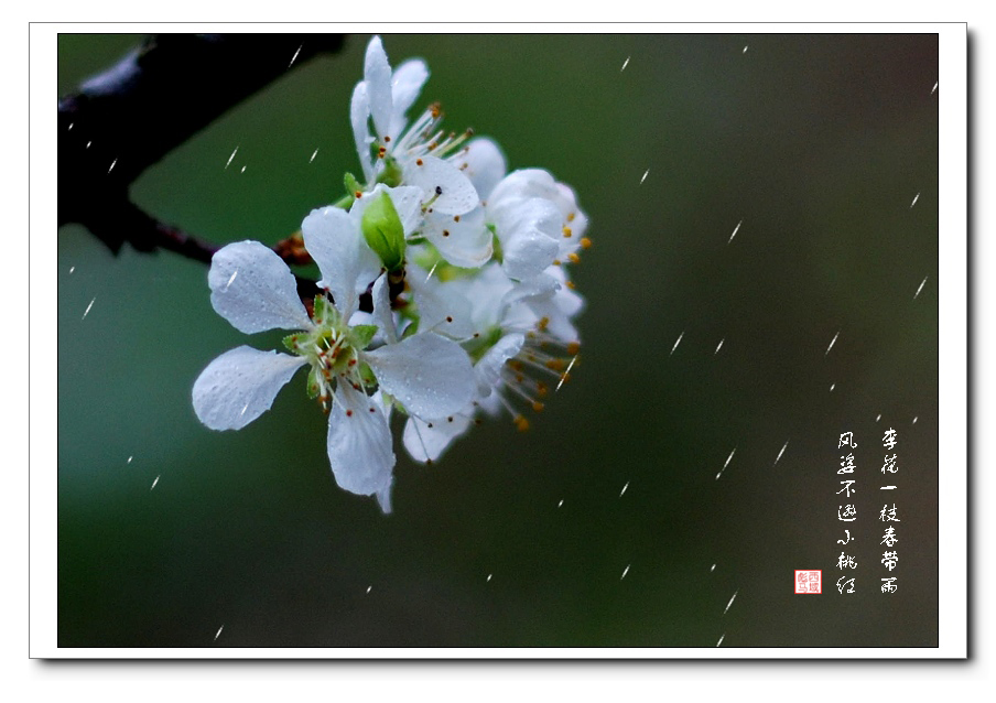 李花一枝春带雨