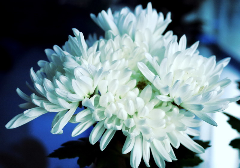 白菊