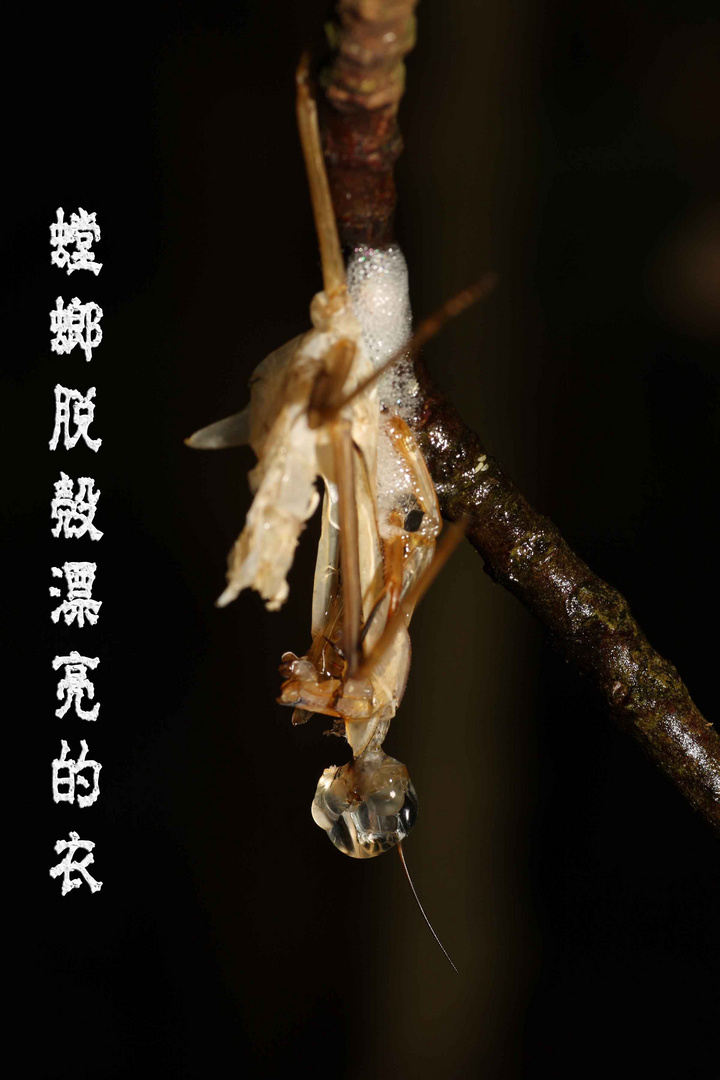 螳螂脱壳漂亮的衣 (1/1)